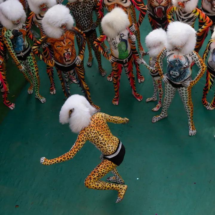 Overhead view of a Pili Vesha dancer in yellow and black spotted body paint performing on a green carpet, surrounded by performers in colourful tiger-inspired body paint and white furry headpieces.